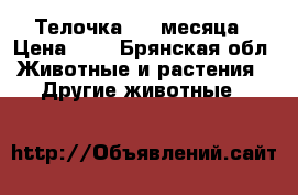 Телочка 1,5 месяца › Цена ­ 1 - Брянская обл. Животные и растения » Другие животные   